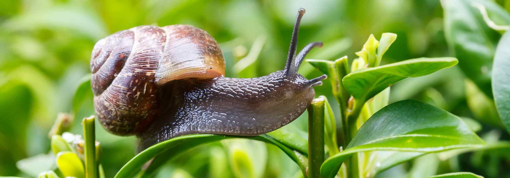 Schnecken im Garten: Nützlinge oder Schädlinge?