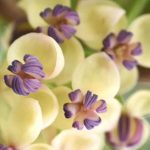 Kletterpflanzen im späten Frühling: Für einen Garten, der den Sommer ankündigt!