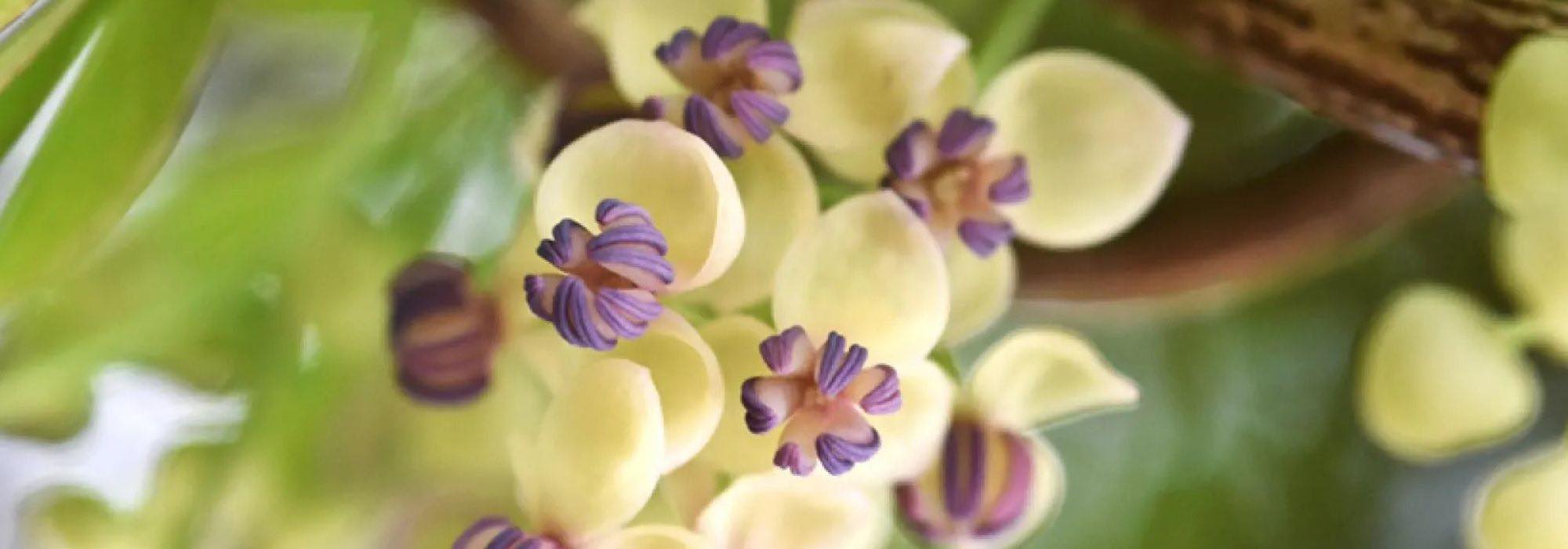 Kletterpflanzen im Spätfrühling: Sommer im Garten!