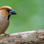 Grosen im Garten anlocken?