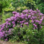 Wie kann man Rhododendron einfach absenken?