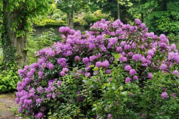 Wie kann man Rhododendron einfach absenken?