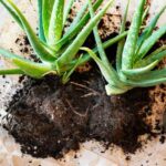 Wie kann man Aloe-Pflanzen einfach vermehren?