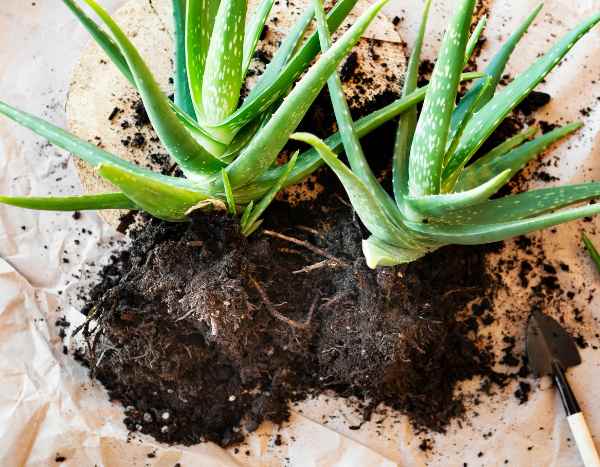 Wie kann man Aloe-Pflanzen einfach vermehren?