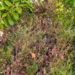 Wie kann man eine alte Hecke verjüngen?