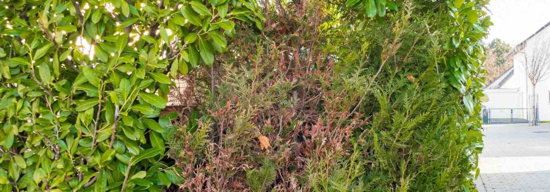 Wie kann man eine alte Hecke verjüngen?