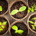 Gartenanfänger: Erfolgreich die ersten Aussäen in 7 einfachen Schritten