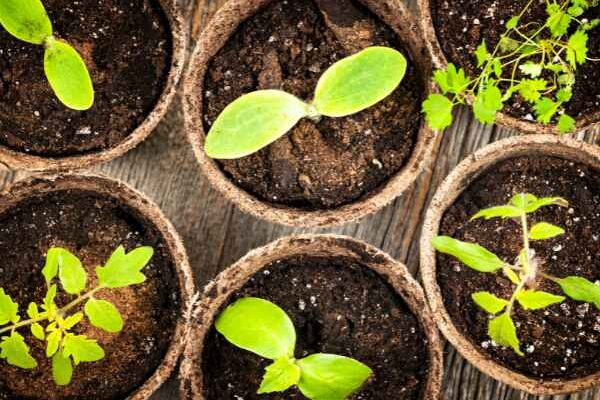 Gartenanfänger: Erfolgreich die ersten Aussäen in 7 einfachen Schritten