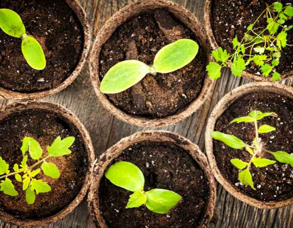 Gartenanfänger: Erfolgreich die ersten Aussäen in 7 einfachen Schritten