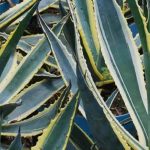 Invasive Agaven loswerden: praktischer Ratgeber