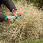 Wann und wie schneidet man die Ruten-Hirse oder Panicum?