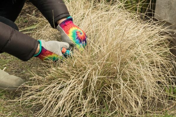 Wann und wie schneidet man die Ruten-Hirse oder Panicum?