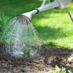 Gartenanfänger: Pflanzen effektiv bewässern