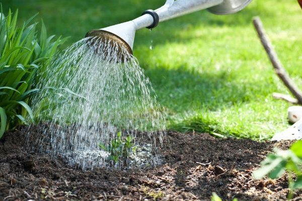 Gartenanfänger: Pflanzen effektiv bewässern