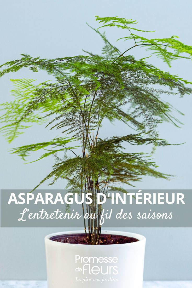 Zimmer-Spargel: Pflege saisonweise erklärt Spargel-Sprengeri (Asparagus densiflorus 'Sprengeri')
