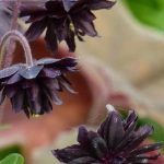Wie kombiniert man Stauden mit schwarzen Blumen?