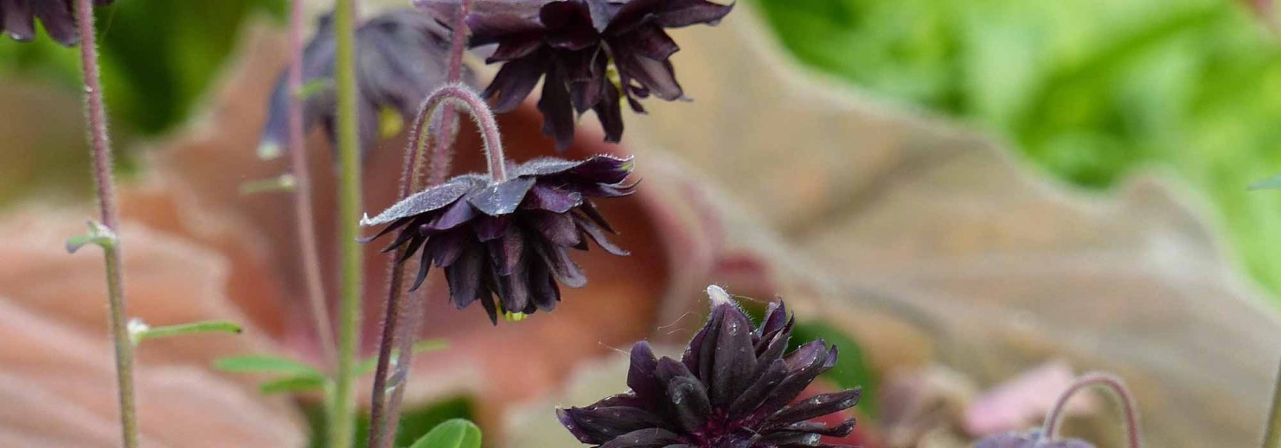 Wie kombiniert man Stauden mit schwarzen Blumen?