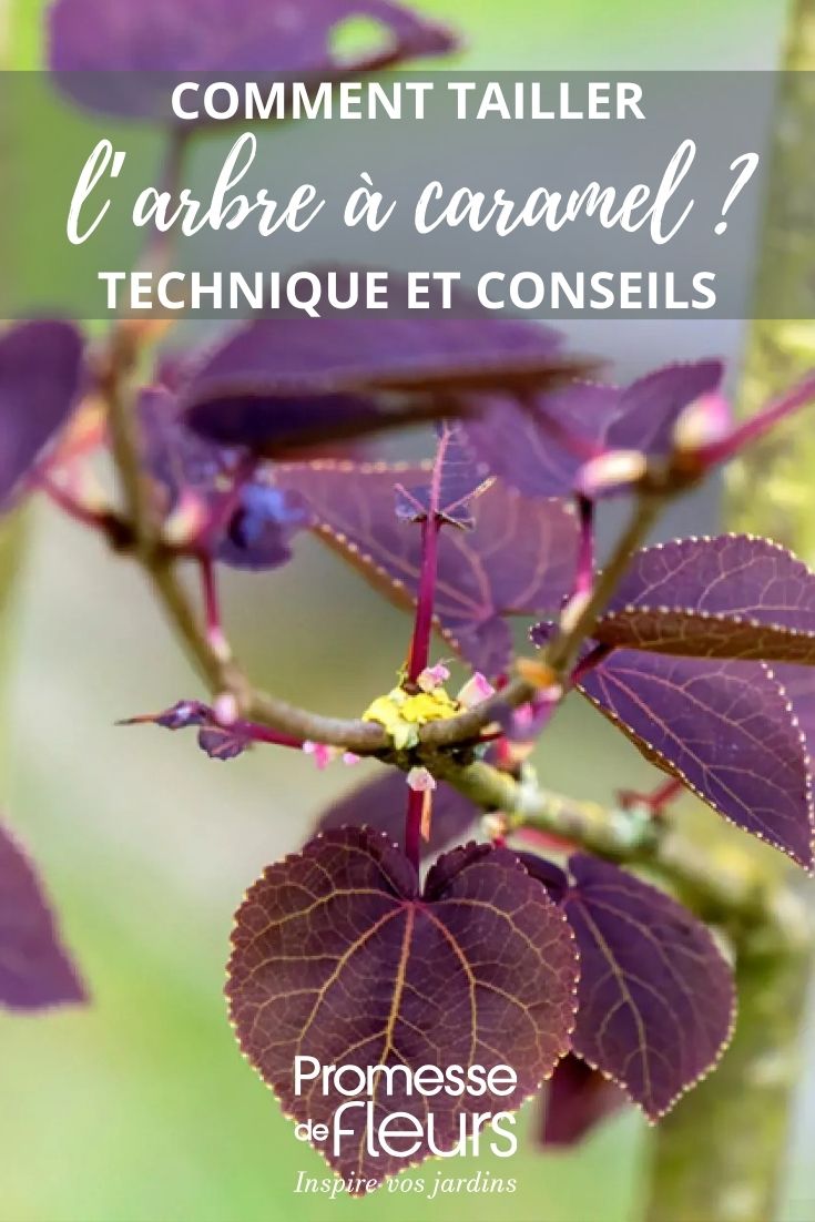 Blätter des Cercidiphyllum