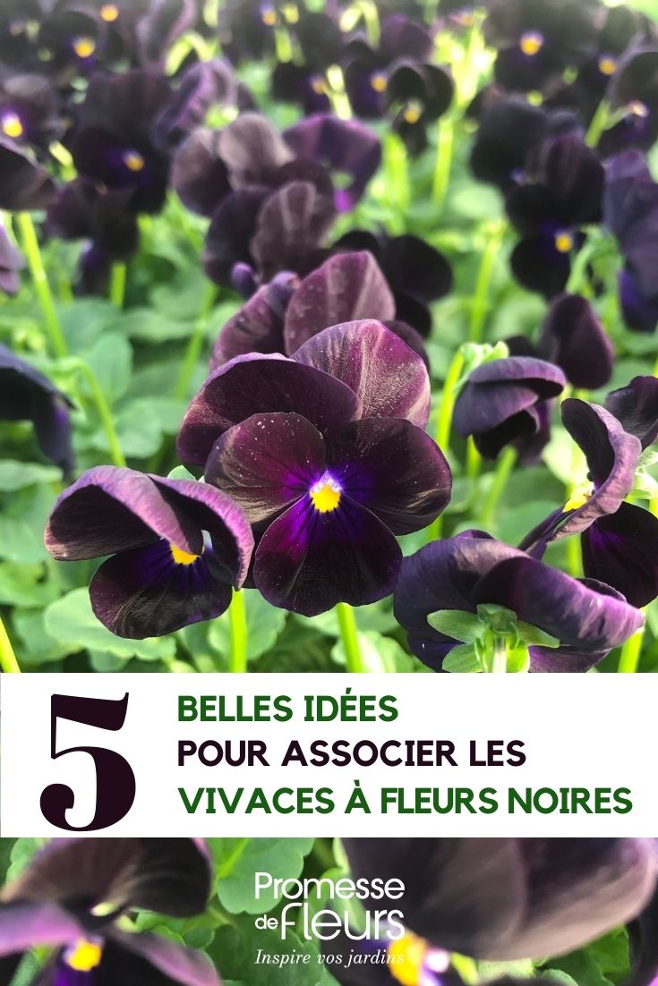 Wie man Stauden mit schwarzen Blüten kombiniert Viola Sorbet Black Delight