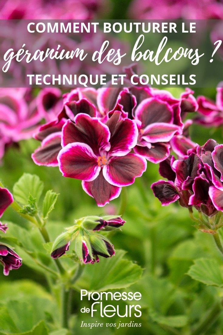 Pelargonienblüten