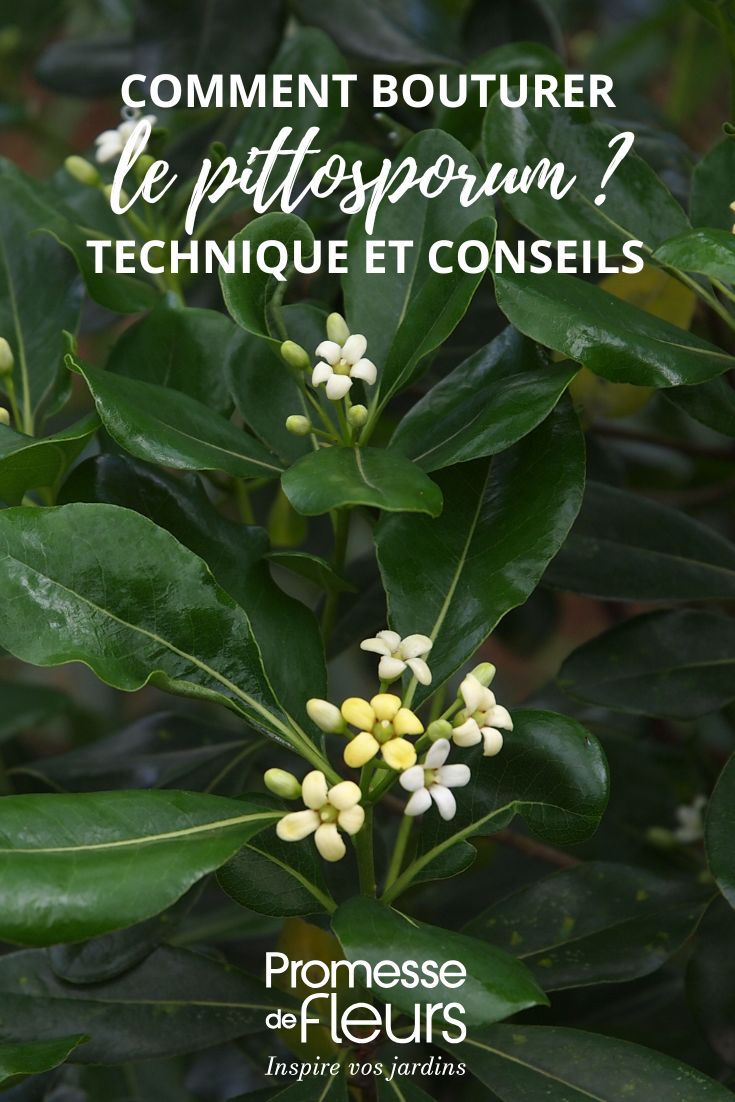 Pittosporum