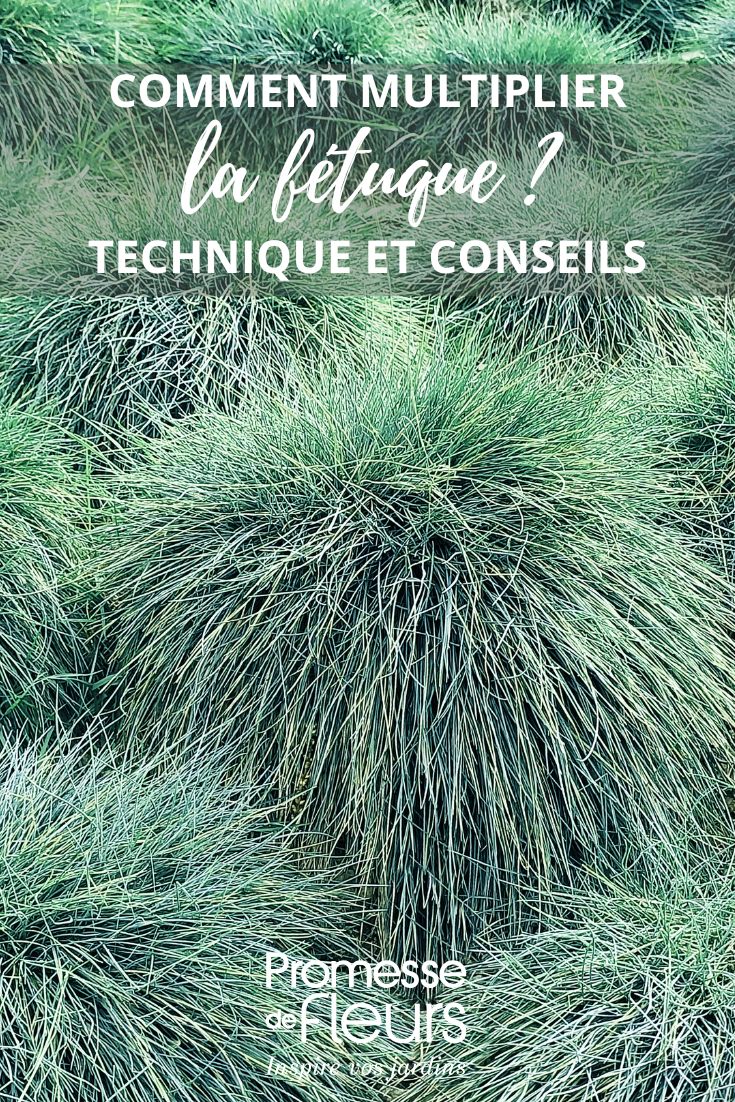 Blaugras (Festuca glauca)