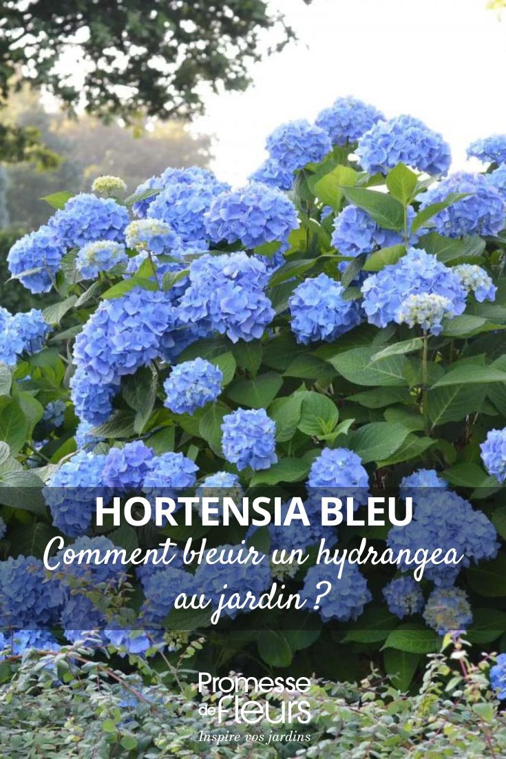 Wie man eine blaue Hortensie im Garten bekommt Hortensie mit blauen Blüten