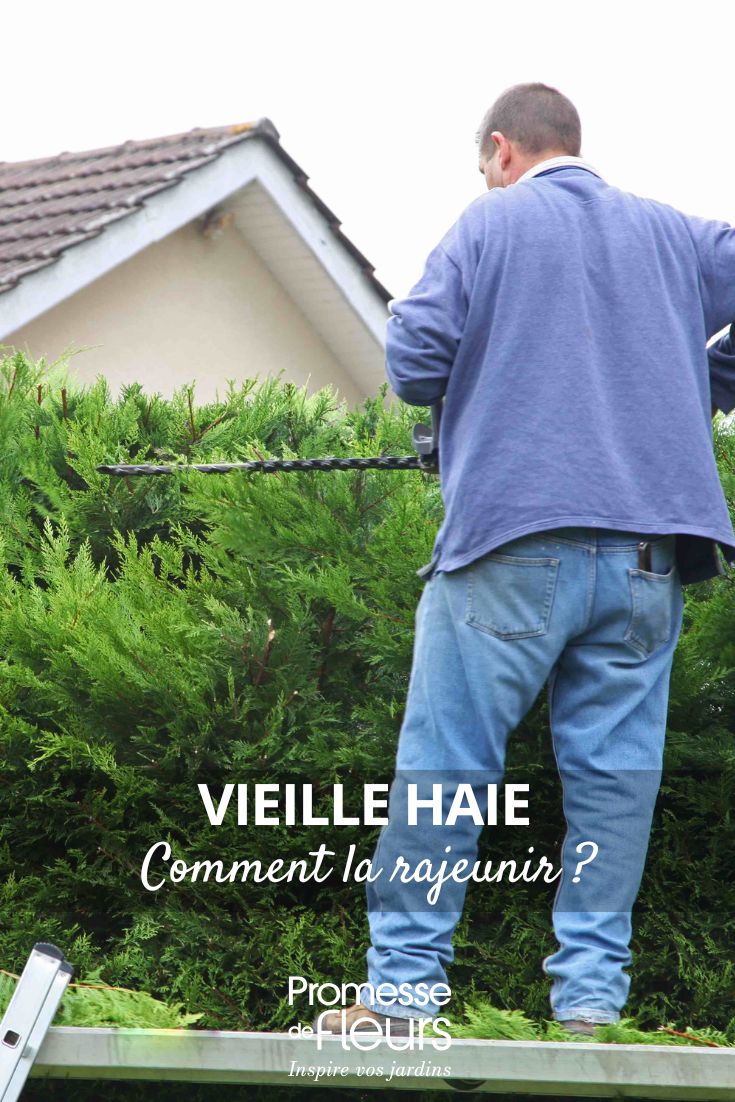 Wie man eine alte Hecke verjüngt Eine alte Hecke pflegen