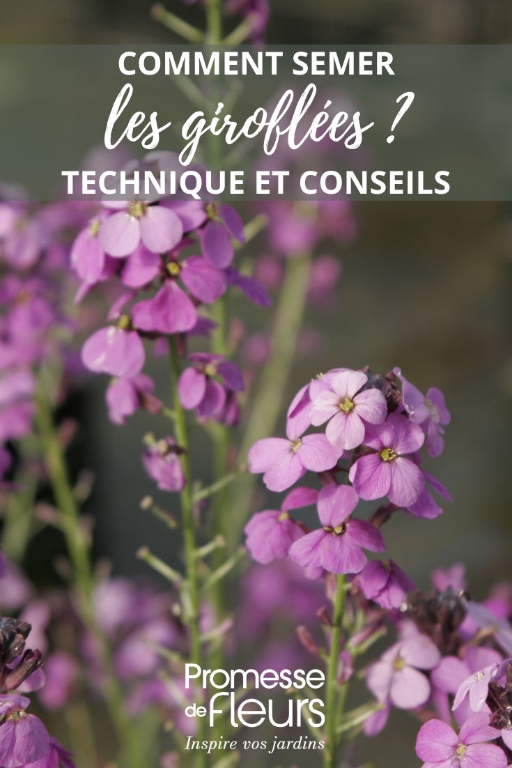 Gänseblümchen-Bowles-mauve