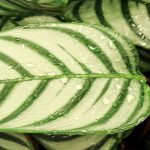Ctenanthe: Pflanzen, Pflegen, Kultivieren