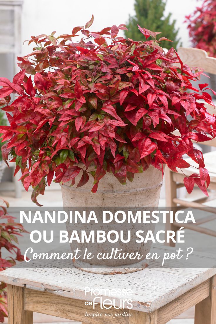 ein Nandina domestica im Topf