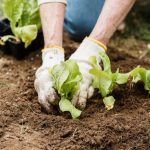 Gartenanfänger: Wie Sie Ihre Jungpflanzen in 5 einfachen Schritten umpflanzen
