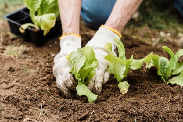 Gartenanfänger: Wie Sie Ihre Jungpflanzen in 5 einfachen Schritten umpflanzen