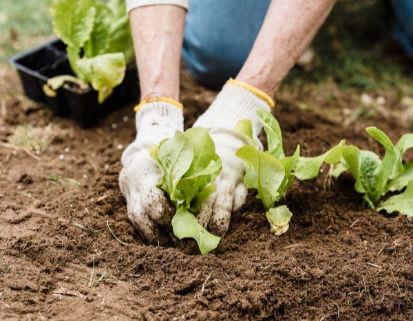 Gartenanfänger: Wie Sie Ihre Jungpflanzen in 5 einfachen Schritten umpflanzen  

<p>Als Gartenneuling kann das Umpflanzen von Jungpflanzen zunächst einschüchternd wirken. Doch mit der richtigen Technik und ein wenig Übung wird es schnell zur Routine. In diesem Artikel führen wir Sie durch 5 einfache Schritte, um Ihre Setzlinge erfolgreich zu verpflanzen – für gesundes Wachstum und üppige Ernten!</p>  

<h2>Schritt 1: Der richtige Zeitpunkt</h2>  
<p>Warten Sie, bis Ihre Jungpflanzen kräftige Wurzeln und mindestens 2-3 echte Blattpaare entwickelt haben. Die meisten Pflanzen sind nach 3-4 Wochen bereit für das Umpflanzen.</p>  

<h2>Schritt 2: Vorbereitung ist alles</h2>  
<p>Bereiten Sie das neue Pflanzloch vor und halten Sie die Erde locker. Gießen Sie die Jungpflanzen einige Stunden vor dem Umpflanzen gut an, um den Wurzelballen stabil zu halten.</p>  

<h2>Schritt 3: Behutsames Entnehmen</h2>  
<p>Hebeln Sie die Pflänzchen vorsichtig mit einem Pikierstab oder Löffel aus der Anzuchterde. Halten Sie die Pflanze stets an den Blättern, nicht am zarten Stängel.</p>  

<h2>Schritt 4: Einpflanzen mit Bedacht</h2>  
<p>Setzen Sie die Pflanze bis zum ersten Blattpaar in die Erde und drücken Sie die Erde sankt an. Ein ausreichender Pflanzabstand (je nach Art 20-50 cm) ist entscheidend.</p>  

<h2>Schritt 5: Pflege nach dem Umpflanzen</h2>  
<p>Gießen Sie die Pflanzen gut an und schützen Sie sie in den ersten Tagen vor direkter Sonne. Eine leichte Düngung nach 1-2 Wochen unterstützt das Anwachsen.</p>  

<p><strong>Tipp:</strong> Der frühe Morgen oder ein bewölkter Tag sind die besten Zeitpunkte zum Umpflanzen, da die Pflanzen dann weniger Stress ausgesetzt sind.</p>  

<p>Mit diesen einfachen Schritten gelingt das Umpflanzen Ihrer Jungpflanzen garantiert! Welche Erfahrungen haben Sie mit dem Verpflanzen gemacht? Teilen Sie Ihre Tipps in den Kommentaren.</p>