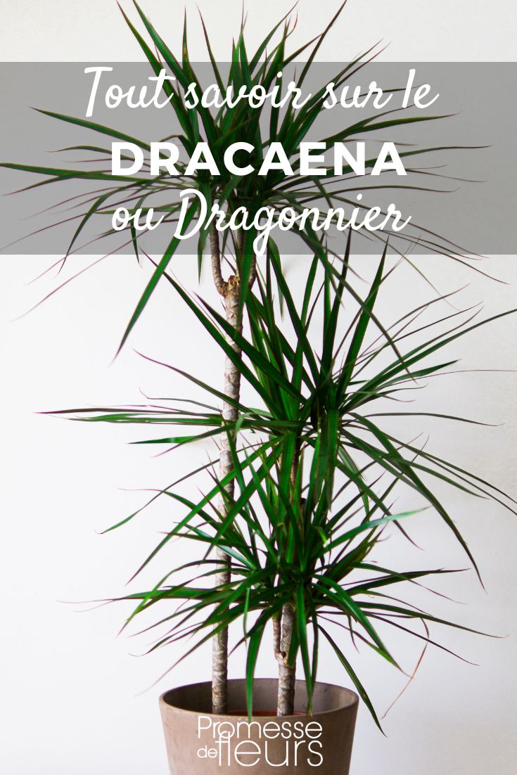 Dracaena: Pflanzung, Pflege und Kultivierung Alles über den Drachenbaum