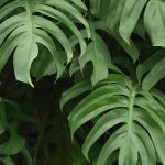 Monstera: Anbau und Pflege