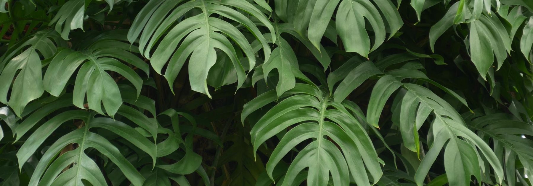 Monstera: Anbau und Pflege