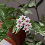Hoya, Porzellanblume: Pflege und Kultivierung