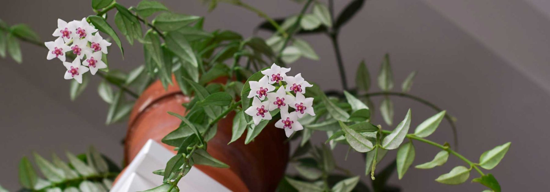 Hoya, Porzellanblume: Pflege und Kultivierung
