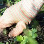 Gartenanfänger: Wie man einfach und ohne Chemikalien Unkraut entfernt