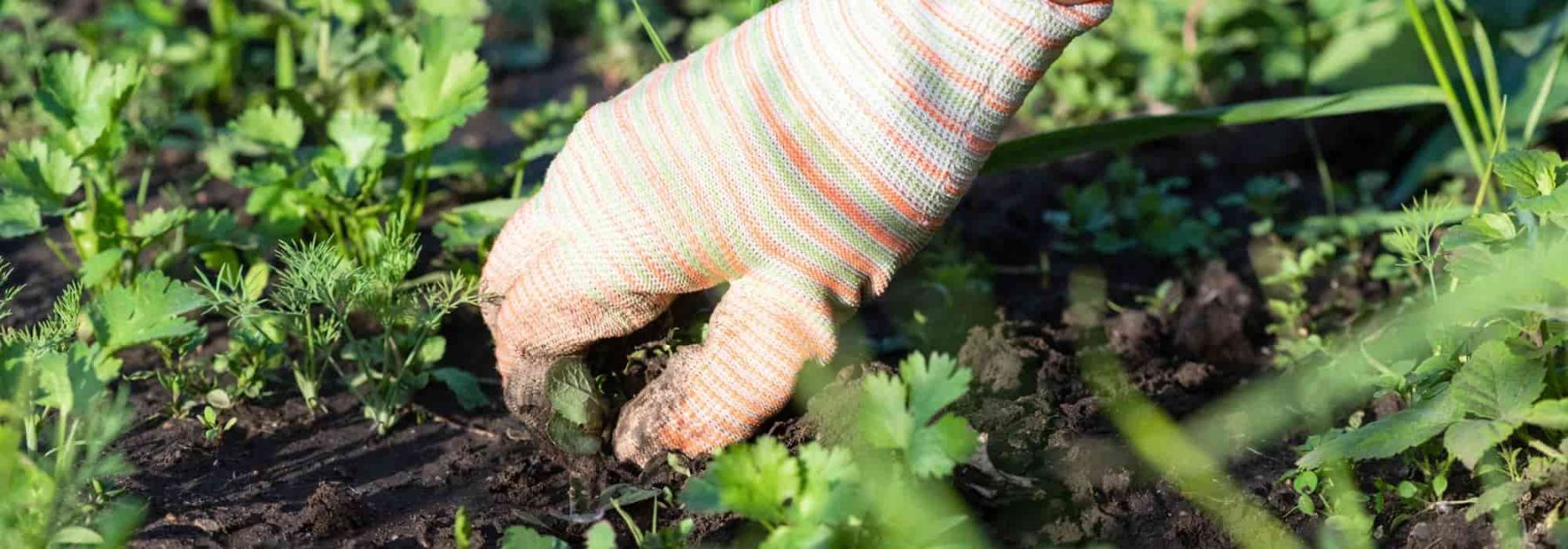 Gartenanfänger: Wie man einfach und ohne Chemikalien Unkraut entfernt