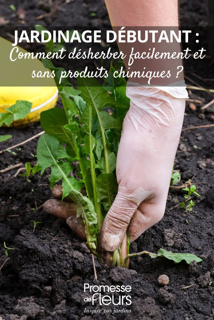 Gartenanfänger: Einfaches Unkrautjäten ohne Chemikalien Unkraut jäten: unsere Tipps