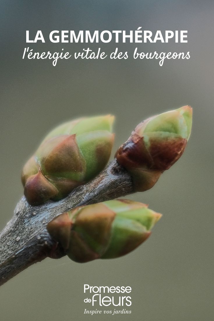 Die Gemmotherapie – die Lebensenergie der Knospen die Vorteile von Knospen