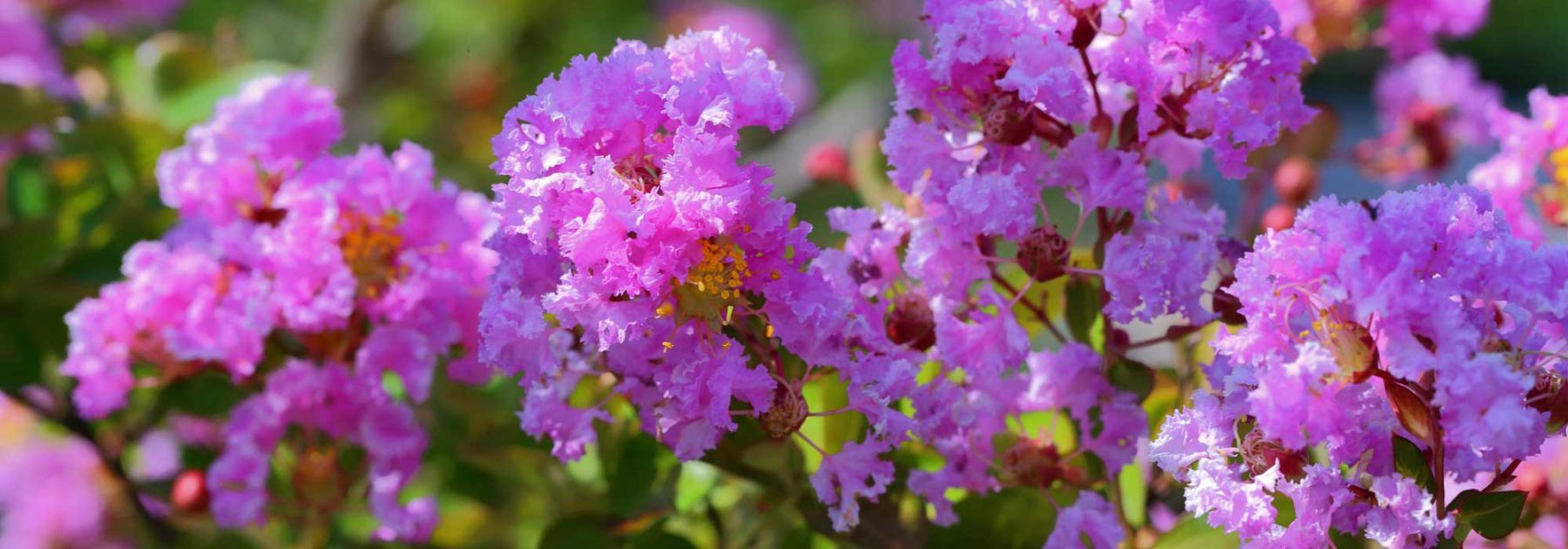 Erfolgreiche Kultivierung der Chinesischen Kräuselmyrte (Lagerstroemia) im Kübel