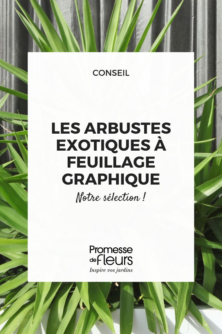 Exotische Sträucher mit grafischem Laub – stilvolle Struktur für Ihren Garten Yucca