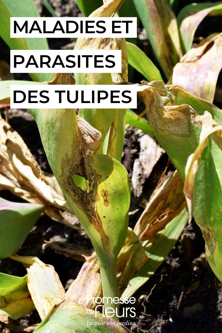 Krankheiten und Schädlinge der Tulpen kranke Tulpe