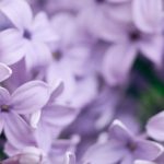 Was kann man in einem tonig-kalkhaltigen Boden pflanzen? Tipps und geeignete Pflanzen  

Tonig-kalkhaltige Böden können eine Herausforderung für Gärtner darstellen, aber mit den richtigen Pflanzen und Pflegetipps gedeiht Ihr Garten prächtig. Diese Böden sind oft schwer, neigen zur Verdichtung und können im Sommer hart werden, während sie im Winter feucht bleiben.  

**Tipps für tonig-kalkhaltige Böden:**  
- **Bodenverbesserung:** Arbeiten Sie Kompost oder Sand ein, um die Struktur zu lockern.  
- **Mulchen:** Eine Schicht Mulch hilft, Feuchtigkeit zu speichern und die Bodenstruktur zu verbessern.  
- **Drainage:** Vermeiden Sie Staunässe, indem Sie gegebenenfalls Drainagelösungen wie Kies oder erhöhte Beete verwenden.  

**Geeignete Pflanzen für tonig-kalkhaltige Böden:**  
- **Stauden:** Lavendel, Salbei, Pfingstrose  
- **Sträucher:** Flieder, Forsythie, Liguster  
- **Bäume:** Feldahorn, Hainbuche, Walnussbaum  
- **Gemüse:** Rosenkohl, Mangold, Lauch  

Mit der richtigen Auswahl und Pflege können Sie auch in schweren Böden einen blühenden Garten anlegen. Probieren Sie robuste Arten aus, die mit diesen Bedingungen gut zurechtkommen!