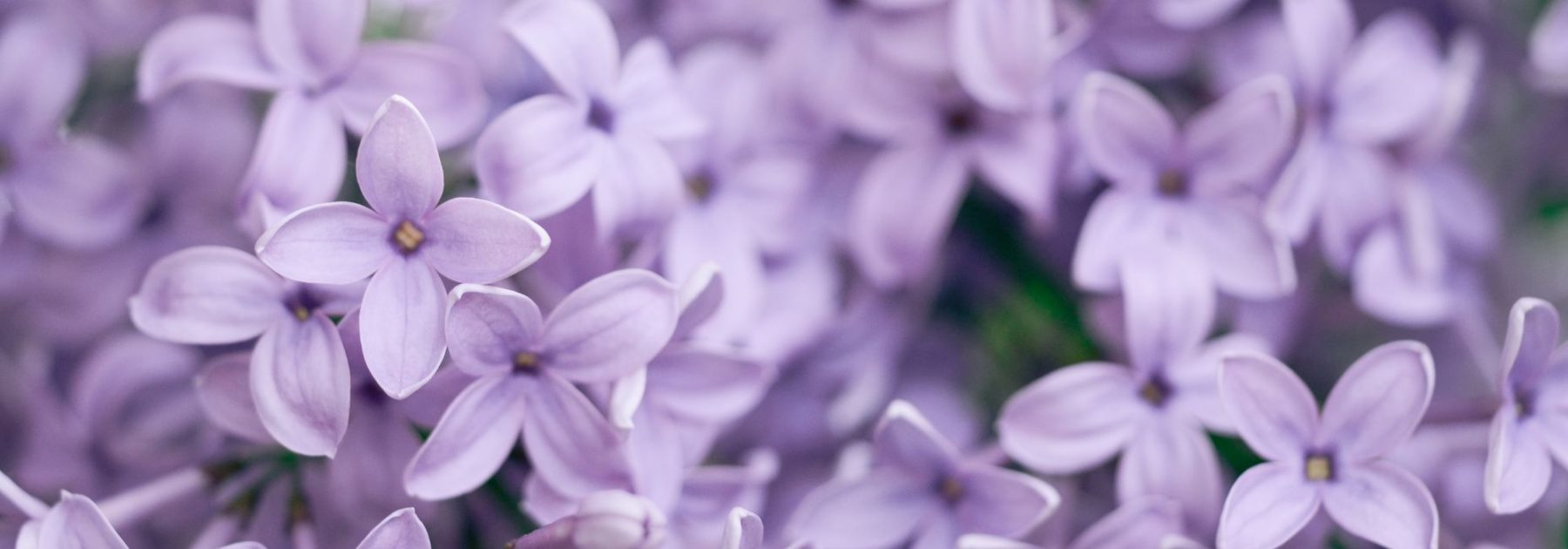 Was kann man in einem tonig-kalkhaltigen Boden pflanzen? Tipps und geeignete Pflanzen
Tonig-kalkhaltige Böden können eine Herausforderung für Gärtner darstellen, aber mit den richtigen Pflanzen und Pflegetipps gedeiht Ihr Garten prächtig. Diese Böden sind oft schwer, neigen zur Verdichtung und können im Sommer hart werden, während sie im Winter feucht bleiben.
**Tipps für tonig-kalkhaltige Böden:**
- **Bodenverbesserung:** Arbeiten Sie Kompost oder Sand ein, um die Struktur zu lockern.
- **Mulchen:** Eine Schicht Mulch hilft, Feuchtigkeit zu speichern und die Bodenstruktur zu verbessern.
- **Drainage:** Vermeiden Sie Staunässe, indem Sie gegebenenfalls Drainagelösungen wie Kies oder erhöhte Beete verwenden.
**Geeignete Pflanzen für tonig-kalkhaltige Böden:**
- **Stauden:** Lavendel, Salbei, Pfingstrose
- **Sträucher:** Flieder, Forsythie, Liguster
- **Bäume:** Feldahorn, Hainbuche, Walnussbaum
- **Gemüse:** Rosenkohl, Mangold, Lauch
Mit der richtigen Auswahl und Pflege können Sie auch in schweren Böden einen blühenden Garten anlegen. Probieren Sie robuste Arten aus, die mit diesen Bedingungen gut zurechtkommen!