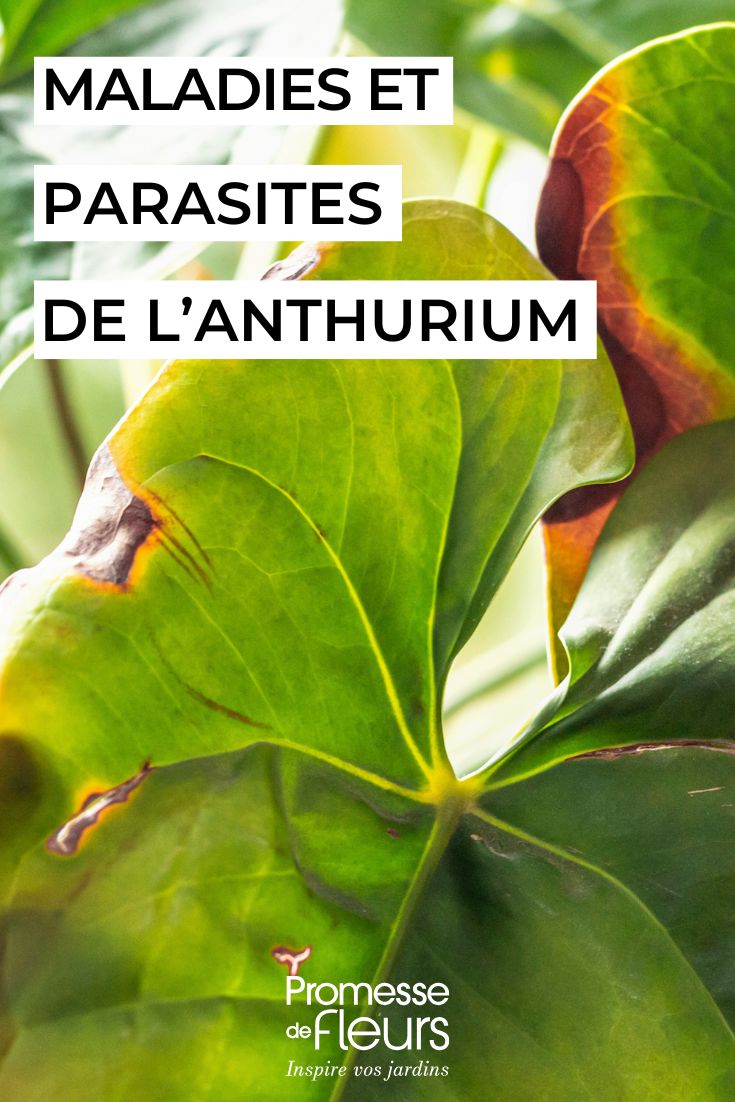 Pflege des ANTHURIUMS