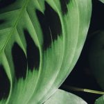 Maranta - Gebetspflanze: Pflege und Kultivierung
